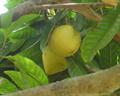 Pouteria hypoglauca